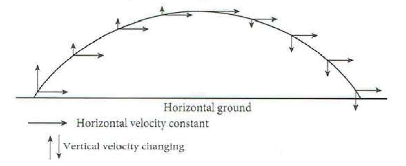 X and y components of projectile motion over time